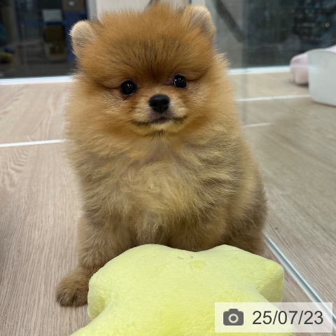 ポメラニアンの写真