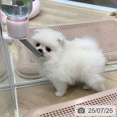 ポメラニアンの写真