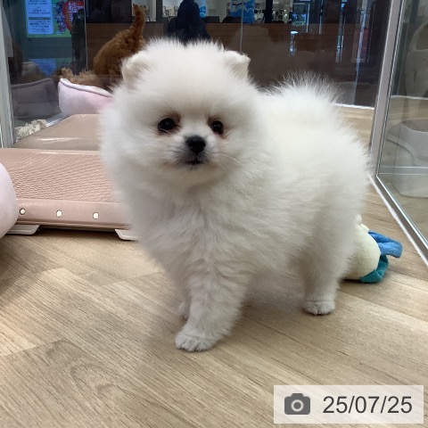 ポメラニアンの写真