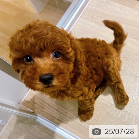 トイ・プードルの写真