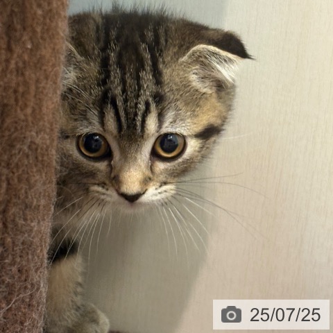 スコティッシュフォールドの写真