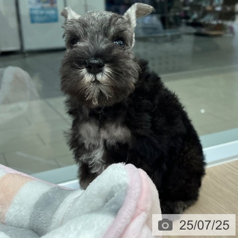 ミニチュア・シュナウザーの写真