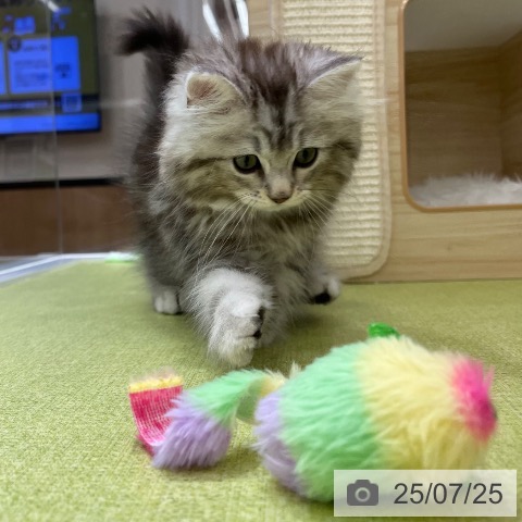 サイベリアンの写真