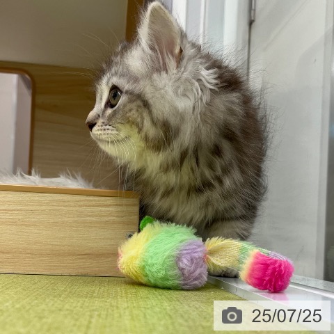 サイベリアンの写真