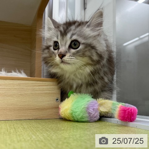 サイベリアンの写真