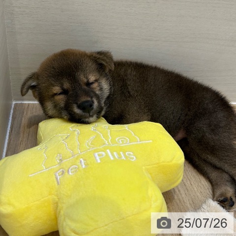 柴の写真