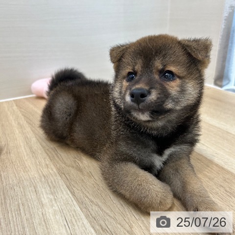柴の写真