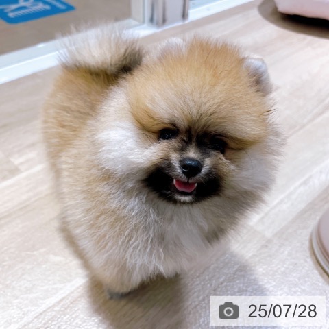 ポメラニアンの写真