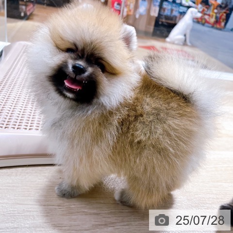 ポメラニアンの写真