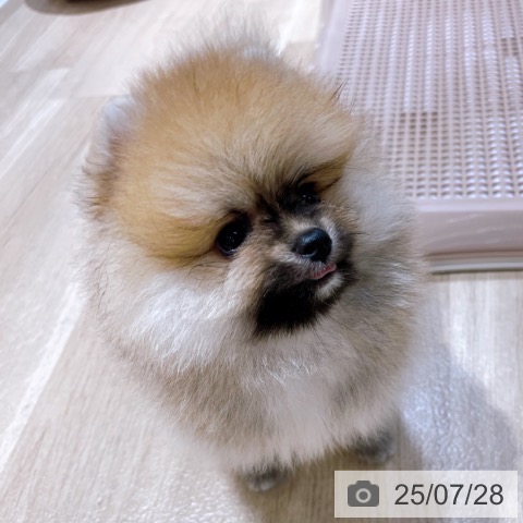 ポメラニアンの写真