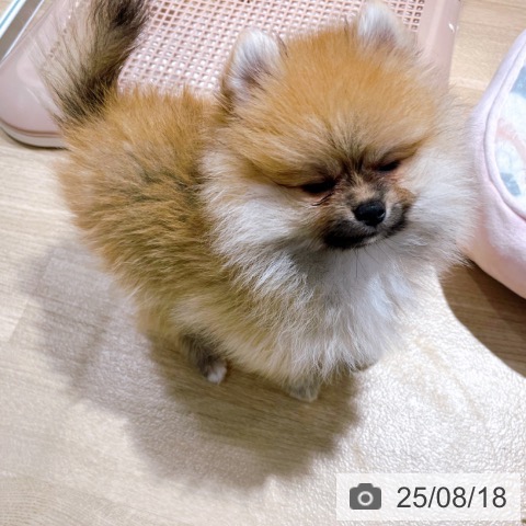 ポメラニアンの写真