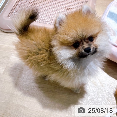 ポメラニアンの写真