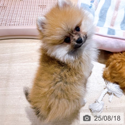 ポメラニアンの写真