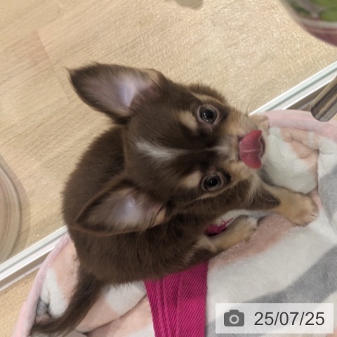 チワワの写真