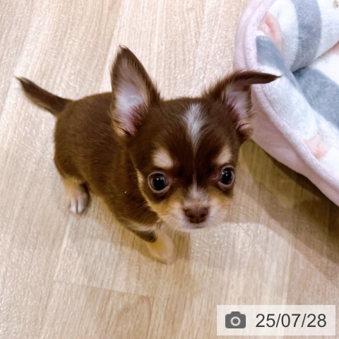 チワワの写真