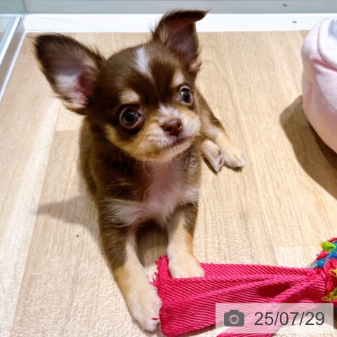 チワワの写真
