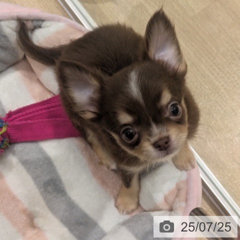 チワワの写真