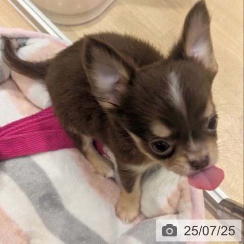 チワワの写真