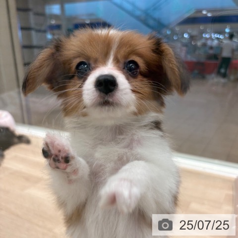 パピヨンの写真