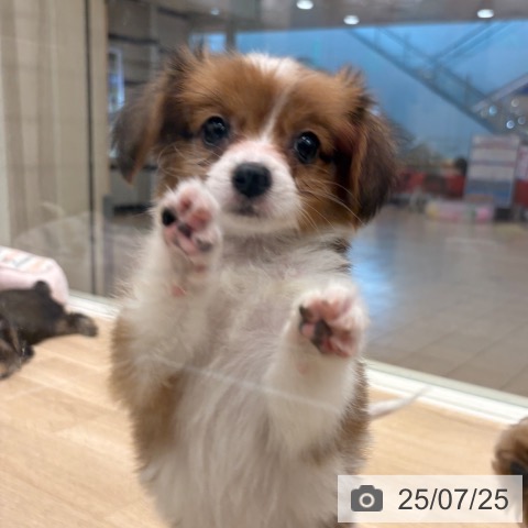 パピヨンの写真