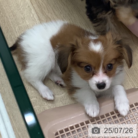 パピヨンの写真