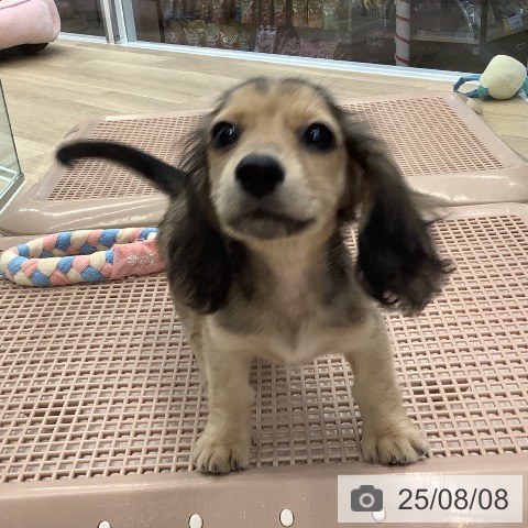 ミニチュア・ダックスフンドの写真