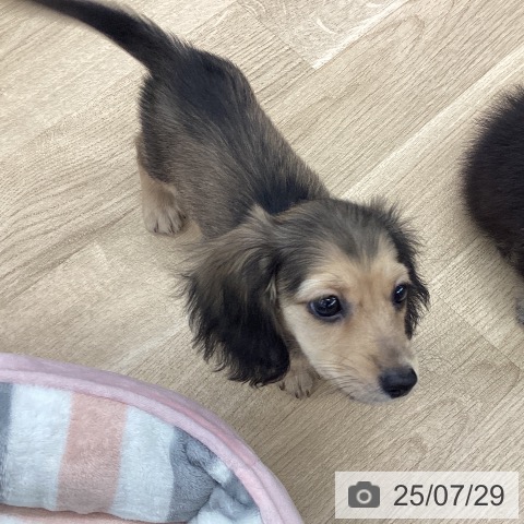 ミニチュア・ダックスフンドの写真
