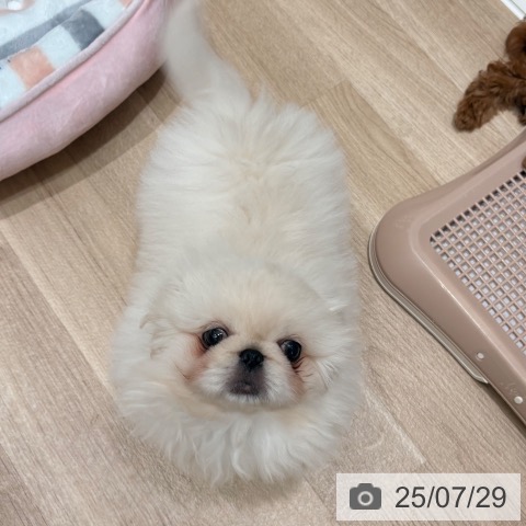 ペキニーズの写真