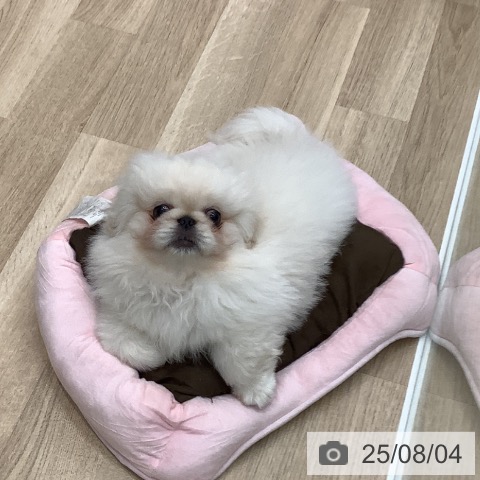 ペキニーズの写真