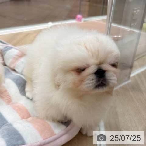 ペキニーズの写真