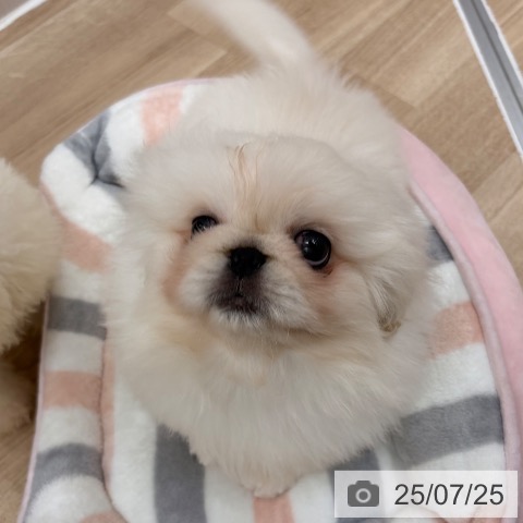 ペキニーズの写真