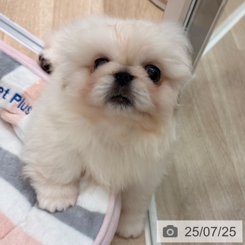 ペキニーズの写真