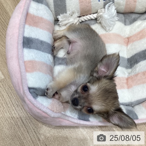 チワワの写真