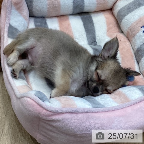 チワワの写真