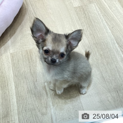チワワの写真