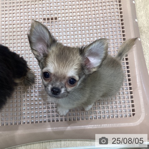 チワワの写真