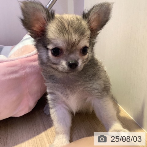 チワワの写真