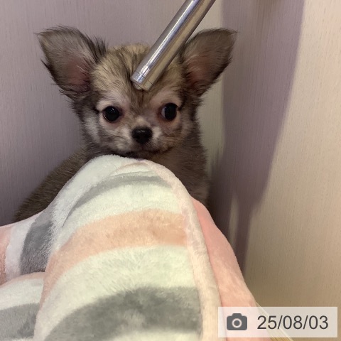 チワワの写真