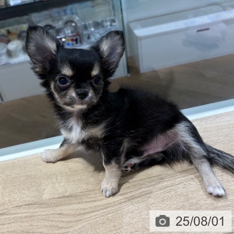 チワワの写真
