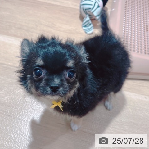 チワワの写真