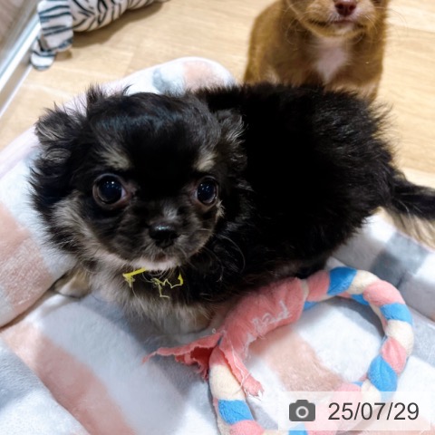 チワワの写真
