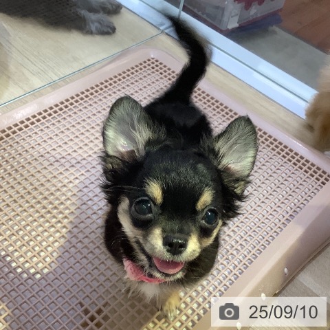 チワワの写真