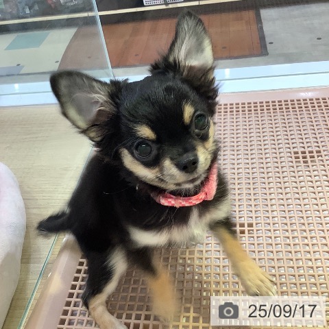 チワワの写真