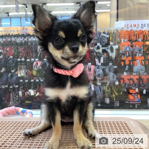 チワワの写真