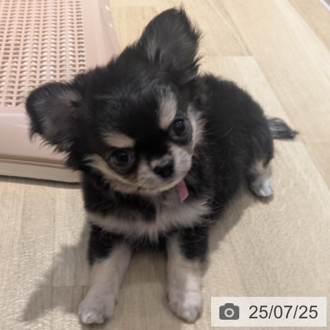 チワワの写真