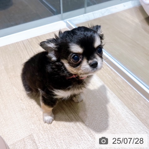 チワワの写真