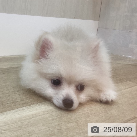 ポメラニアンの写真
