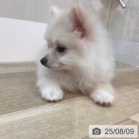 ポメラニアンの写真
