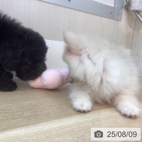 ポメラニアンの写真