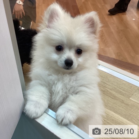 ポメラニアンの写真